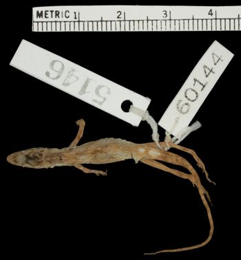 Media type: image;   Herpetology R-60144